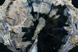 Blue Forest Petrified Wood Slice - x #7634-1